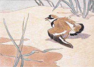 Ring Plover Feigning Injury by Robert George Talbot Kelly